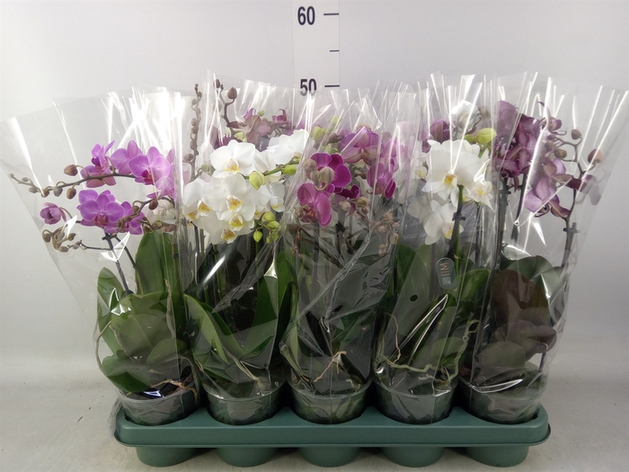 <h4>Phalaenopsis multi.   ...mix  5</h4>