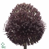 ALLIUM FORELOCK