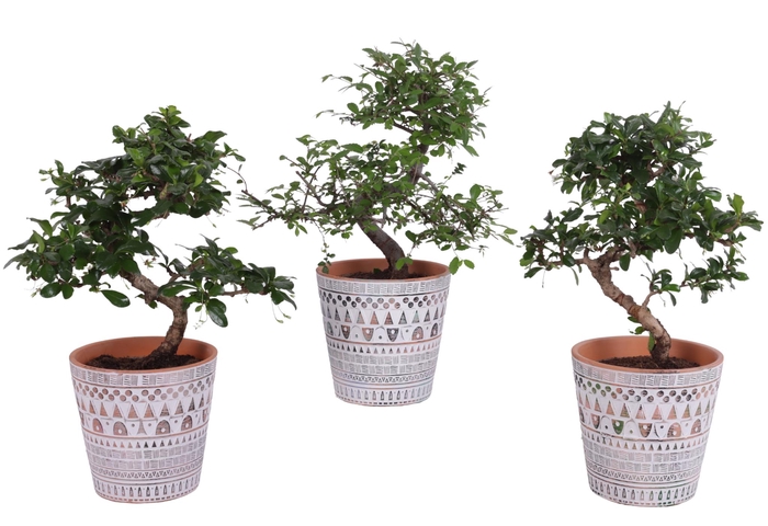 <h4>Bonsai Indoor Mix Ø12cm S-Shape in Ø 14cm Ceramic Pot Inca</h4>