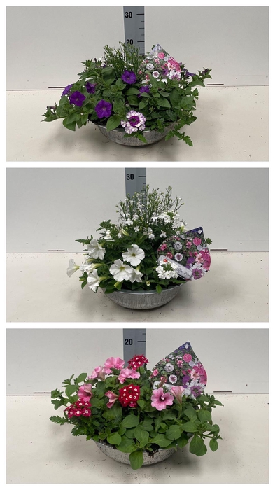 <h4>Perkplanten   ...tuft 3   [Bedding]</h4>