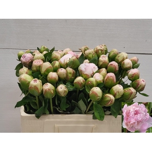 PAEO L MOTHER CHOICE