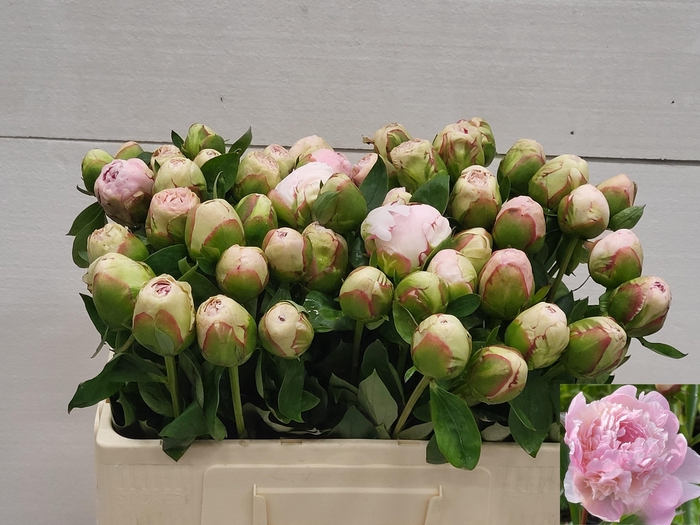 <h4>PAEO L MOTHER CHOICE</h4>