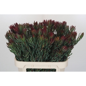 Leucadendron Blush Spray