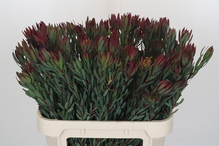 Leucadendron Blush Spray