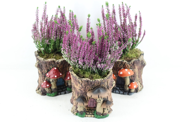 <h4>arr4 Outdoor PL - Ker. boomstam caluna x3</h4>