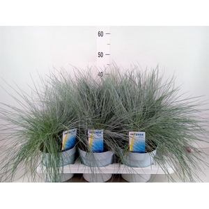 Festuca glauca 'Intens Blue'