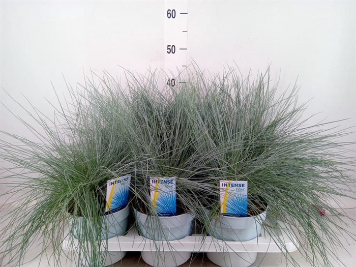 <h4>Festuca glauca 'Intens Blue'</h4>