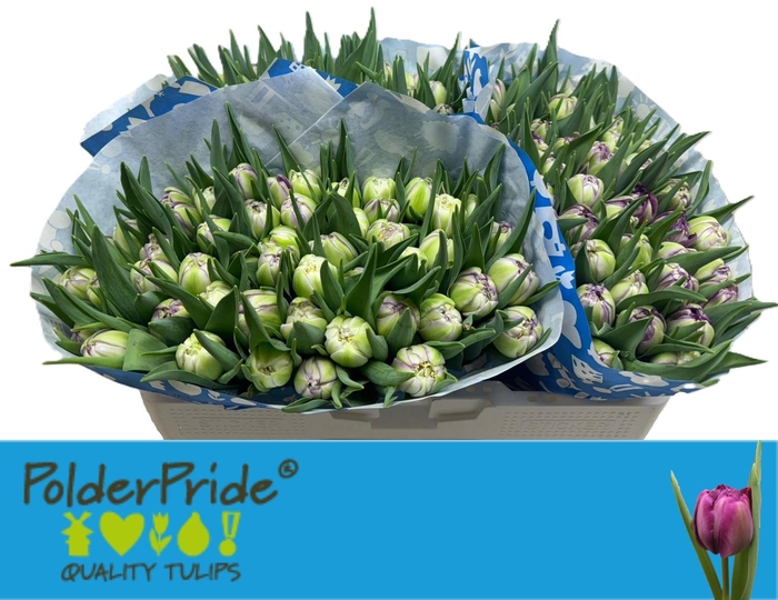 <h4>TU DU PYTHON</h4>