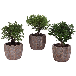 Bonsai Indoor Mix Ø12cm Ball Shape in Ø15cm Ceramic PL670