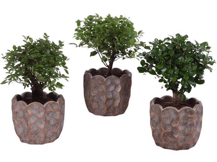 <h4>Bonsai Indoor Mix Ø12cm Ball Shape in Ø15cm Ceramic PL670</h4>
