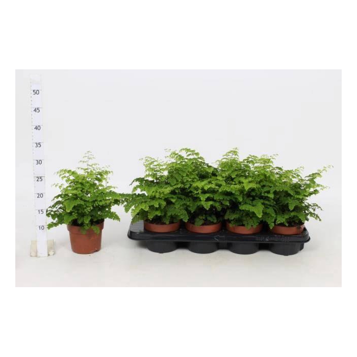 <h4>ADIAN RAD FRITZ-LUTH</h4>