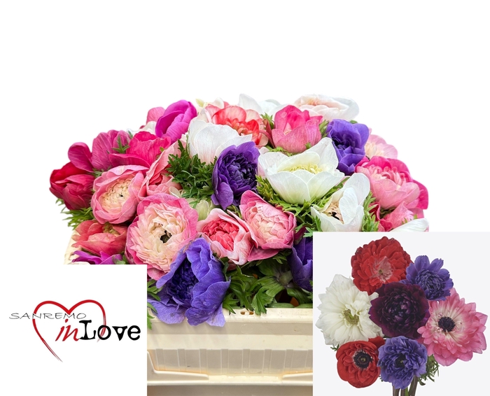 <h4>ANEM CO CARILL GEM</h4>