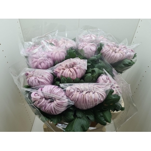 Chr G Vienna Pink