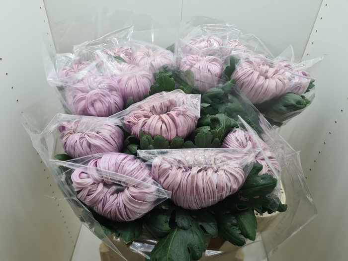 <h4>Chr G Vienna Pink</h4>