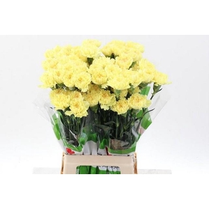 Dianthus st yellow