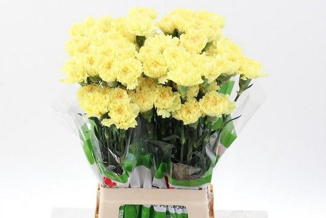 <h4>Dianthus st yellow</h4>