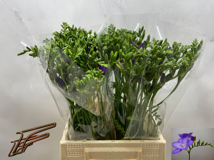 <h4>FR EN MERCURIUS</h4>