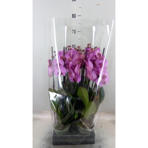 Phalaenopsis  'Ant Orlando'