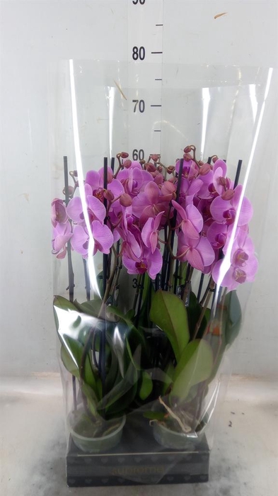 <h4>Phalaenopsis  'Ant Orlando'</h4>