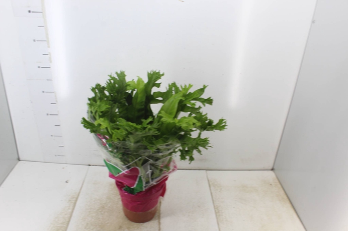 <h4>ASPLENIUM CRISSIE P19</h4>