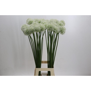 Allium Mount Everest