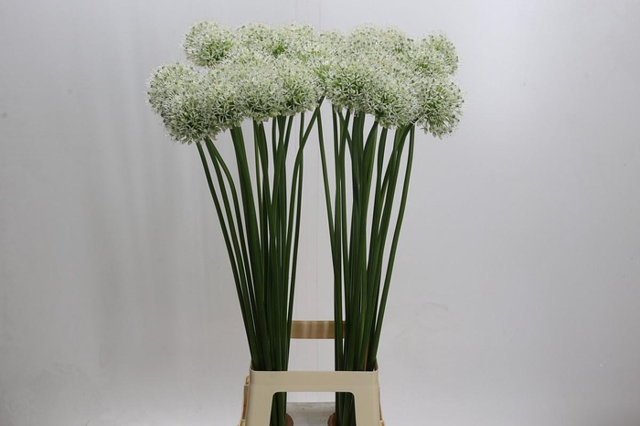 <h4>Allium Mount Everest</h4>