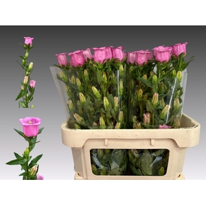 CAMP M CHAMPION ROSE