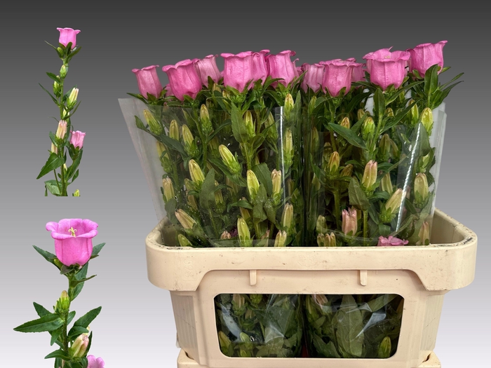 <h4>CAMP M CHAMPION ROSE</h4>