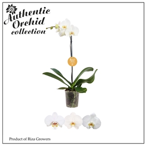 Phalaenopsis White 1 spike - 12cm | Authentic