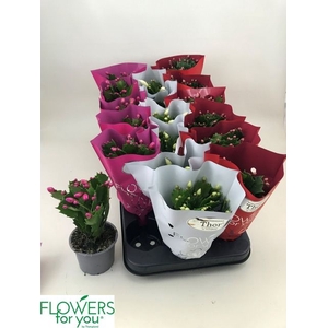 SCHLUMBERGERA GEMENGD