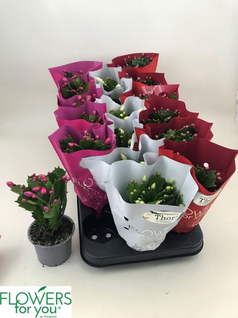 <h4>SCHLUMBERGERA GEMENGD</h4>