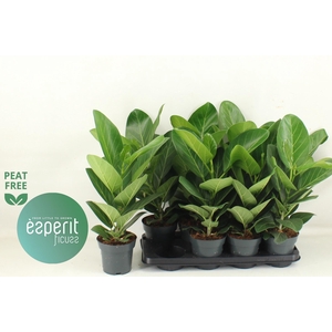 FICUS BENG AUDREY