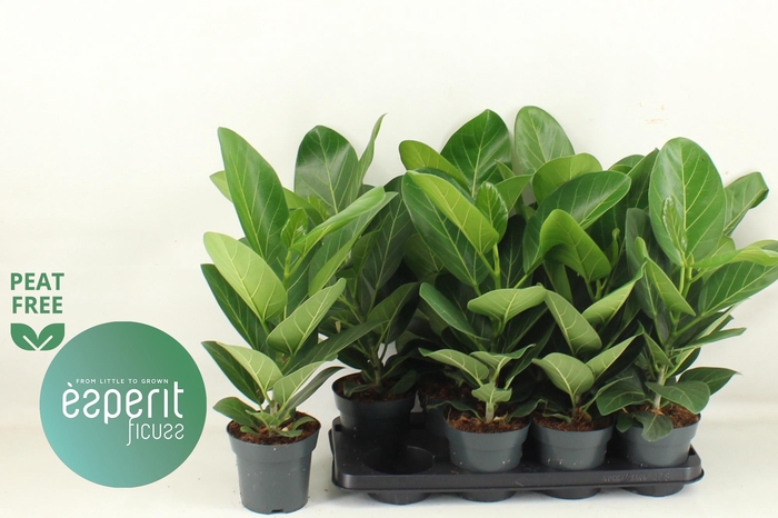 <h4>FICUS BENG AUDREY</h4>