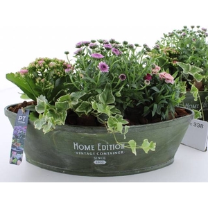 ARR TUINPLANTEN