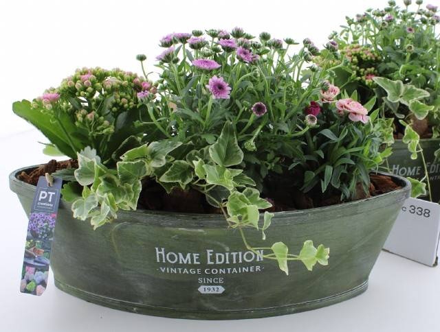 <h4>ARR TUINPLANTEN</h4>