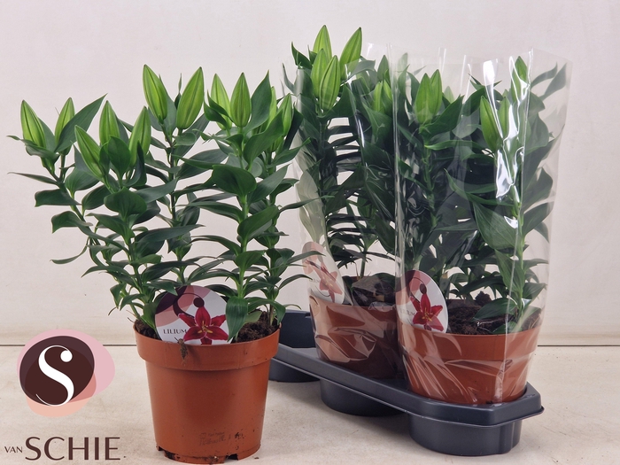 <h4>LIL OR MAGNY COURS</h4>