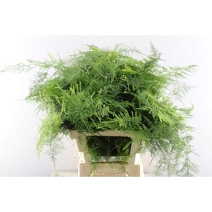 Asparagus  Xx Veren L 65