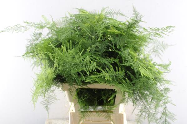 <h4>Asparagus  Xx Veren L 65</h4>