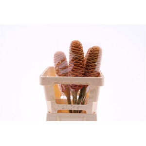 Shampoo Ginger Xl Peach (mg)