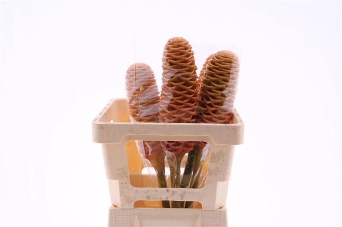 <h4>Shampoo Ginger Xl Peach (mg)</h4>