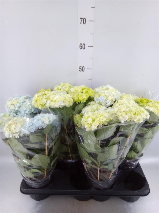<h4>Hydrangea mac. 'Vuurwerk Violet'</h4>