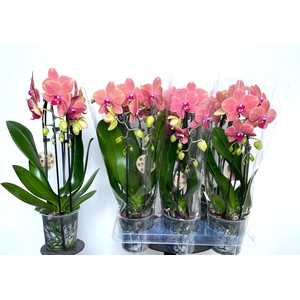 PHAL EL CASCADE