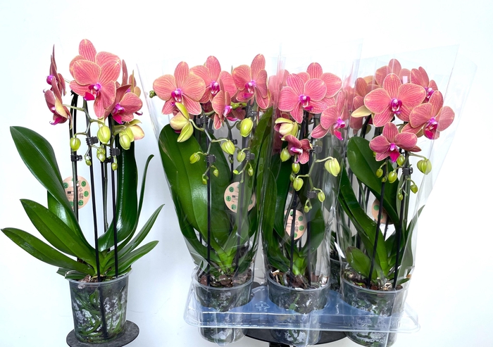 <h4>PHAL EL CASCADE</h4>