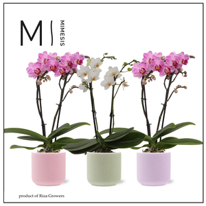 Phalaenopsis Charming Mix 2 spike – 7cm in Atlanta | Mimesis