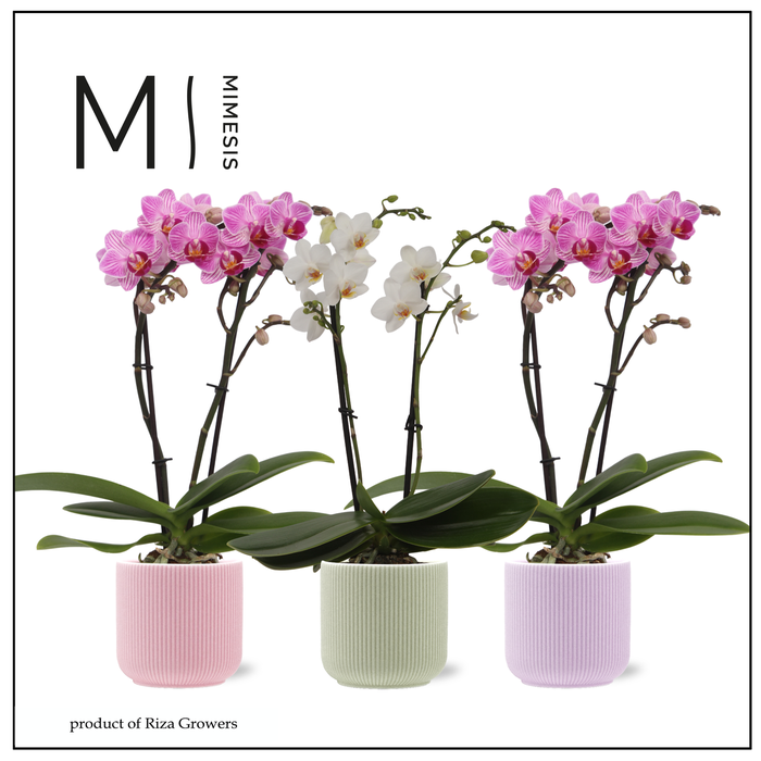 <h4>Phalaenopsis Charming Mix 2 spike – 7cm in Atlanta | Mimesis</h4>