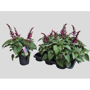 SALVIA  LAKE FLAMING
