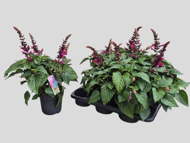 <h4>SALVIA  LAKE FLAMING</h4>