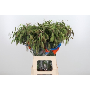 Chasmanthium Latifol