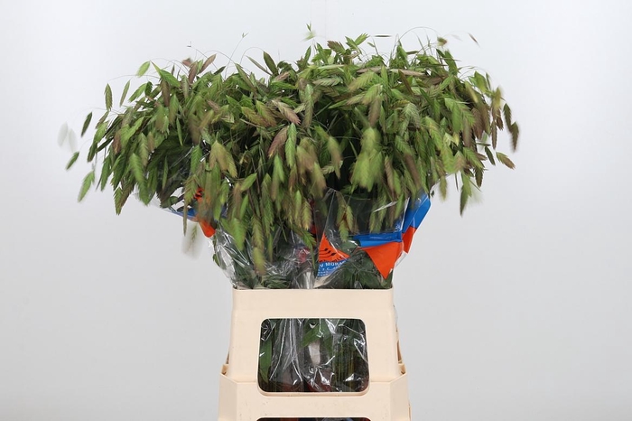 <h4>Chasmanthium Latifol</h4>