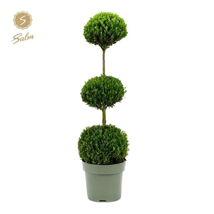 <h4>Buxus semp. Trio-Ball on Stem</h4>